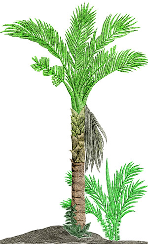 Sagu Palm